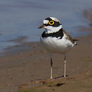 Little Ringed Plover